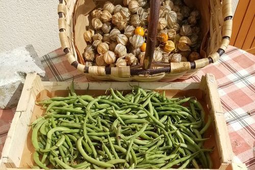 Permaculture potager