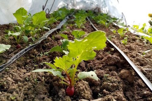 Permaculture potager